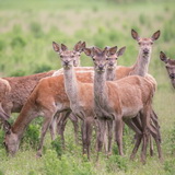 Oostvaardersplassen